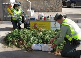 La Guardia Civil desmantela un punto de produccin y distribucin de marihuana en la comarca del Mar Menor