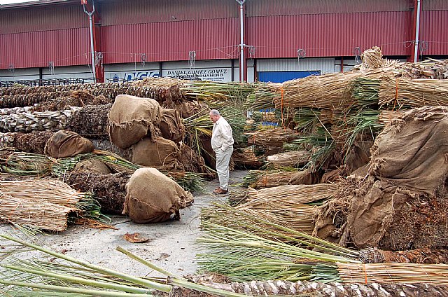 Agricultura advierte de que aún no existe solución definitiva para la plaga del Picudo Rojo en las palmeras - 1, Foto 1