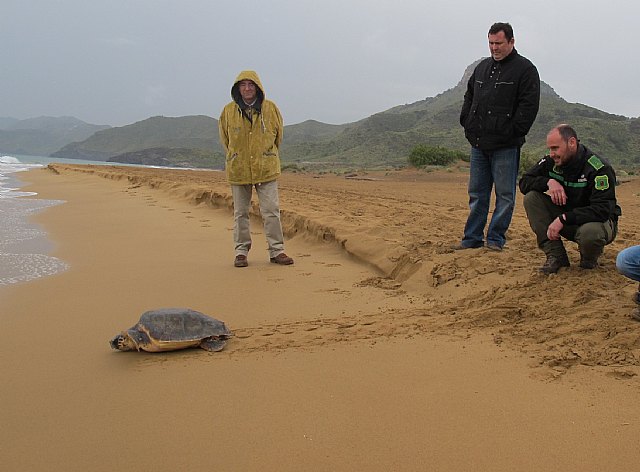 Agricultura libera un ejemplar de tortuga boba en la playa de Calblanque tras ser atendida en el Centro de Recuperación de Fauna Silvestre - 1, Foto 1