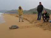Agricultura libera un ejemplar de tortuga boba en la playa de Calblanque tras ser atendida en el Centro de Recuperación de Fauna Silvestre