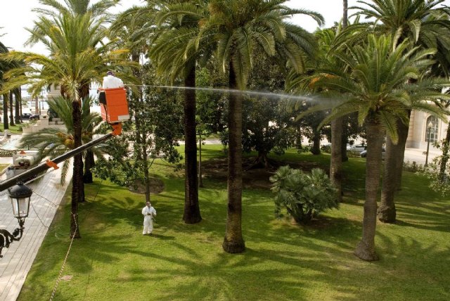 Ensayarán en Cartagena un método novedoso para erradicar el picudo rojo - 1, Foto 1