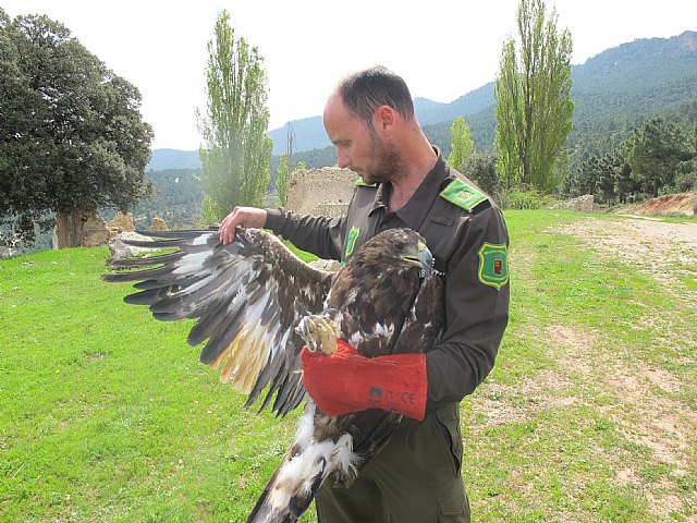 Agricultura libera un águila real en la sierra de Moratalla, tras ser atendida en el Centro de Recuperación ‘El Valle’ - 1, Foto 1