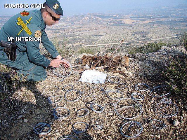 El Seprona de la Guardia Civil detiene a dos personas por delitos relativos a la protección de la fauna - 1, Foto 1