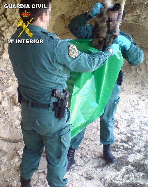 El Seprona de la Guardia Civil detiene a dos personas por delitos relativos a la protección de la fauna - 4, Foto 4