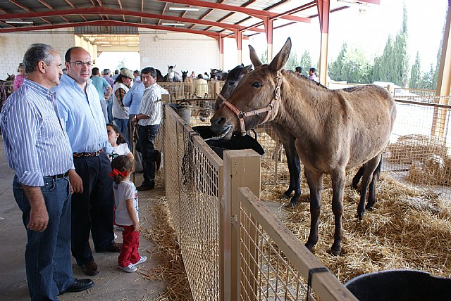Inaugurada la tradicional Feria de Ganado Equino de Puerto Lumbreras - 1, Foto 1