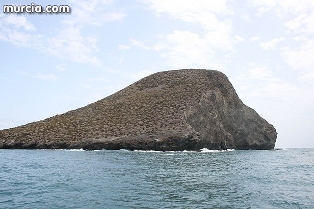 ANSE anilla más de 1700 aves migradoras  en isla grosa - 1, Foto 1