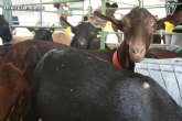 El Consejo Asesor Agrario y Ganadero acuerda volver a organizar la Feria del Campo