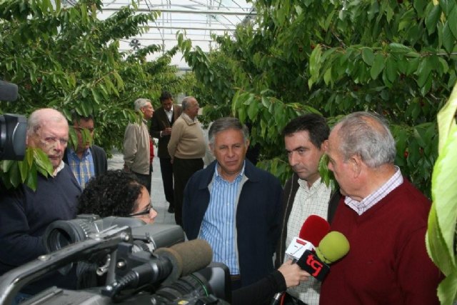García Lidón señala que las primeras cerezas del invernadero experimental de Jumilla son de calidad extra - 2, Foto 2