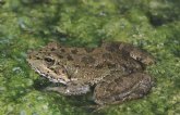 Comienza la campaña de sensibilización para conservar los anfibios en el Parque Regional El Valle-Carrascoy