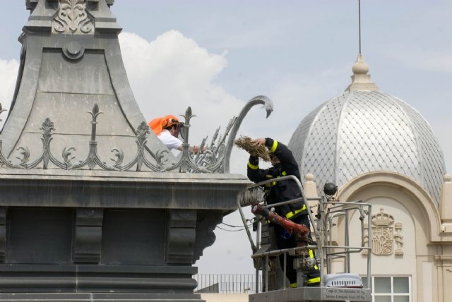 Los bomberos retiran tres nidos de gaviota del Palacio Consistorial - 2, Foto 2