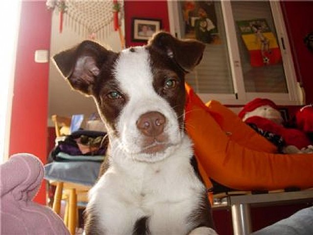 Nace la “Asociación Protectora Las Torres” - 1, Foto 1