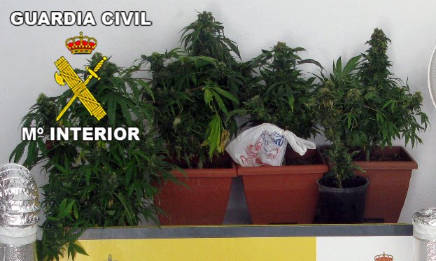 La Guardia Civil desmantela un punto de producción y distribución de marihuana, en la comarca del Mar Menor - 2, Foto 2