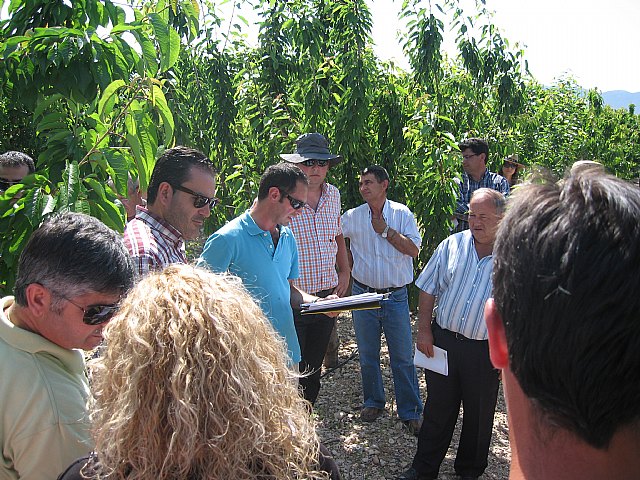 Agricultura muestra la producción de 70 variedades de cerezo en una finca experimental de Jumilla - 2, Foto 2