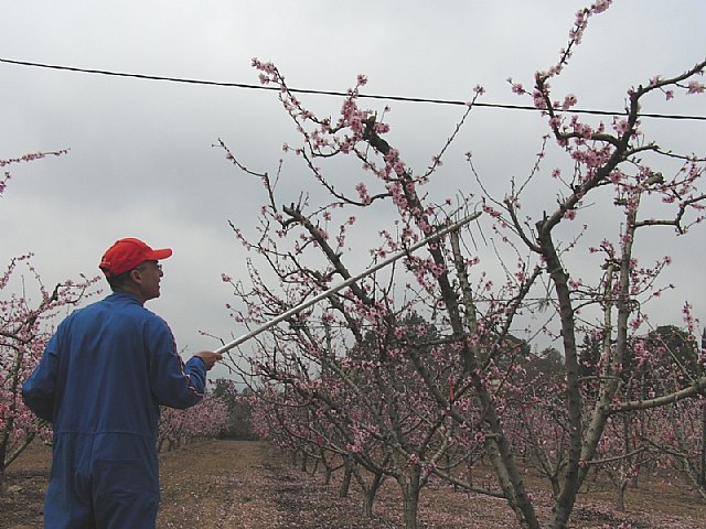 Agricultura y las politécnicas de Cartagena y Valencia consiguen reducir el tiempo necesario para el aclareo de melocotoneros - 1, Foto 1
