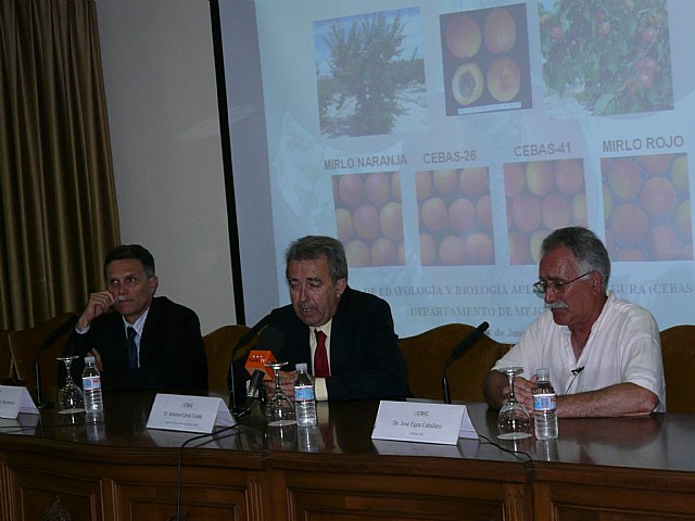 Presentadas en el CEBAS-CSIC cinco nuevas variedades  tempranas de albaricoque - 2, Foto 2