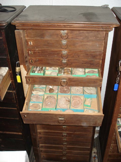 La Comunidad recibe la colección del paleontólogo caravaqueño Daniel Jiménez de Cisneros y Hervás - 2, Foto 2