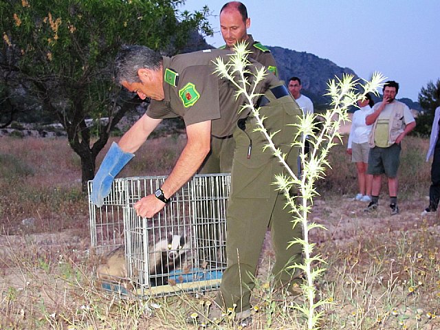 Agricultura libera una hembra adulta de tejón tras ser tratada en el Centro de Recuperación de Fauna Silvestre ´El Valle´ - 1, Foto 1