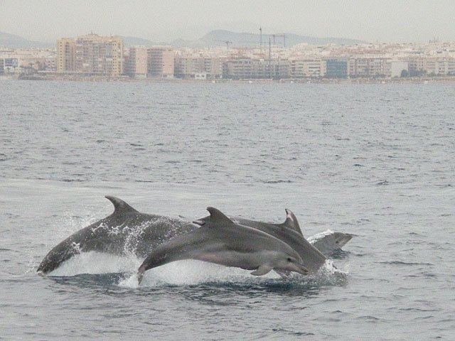 ANSE promueve la participación de voluntarios en el seguimiento de delfines y aves marinas - 1, Foto 1