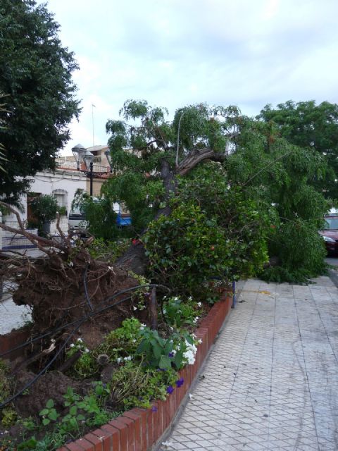 Un tornado tumba cinco árboles en Santa Lucía - 2, Foto 2