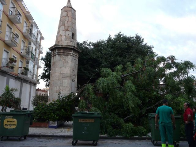 Un tornado tumba cinco árboles en Santa Lucía - 3, Foto 3