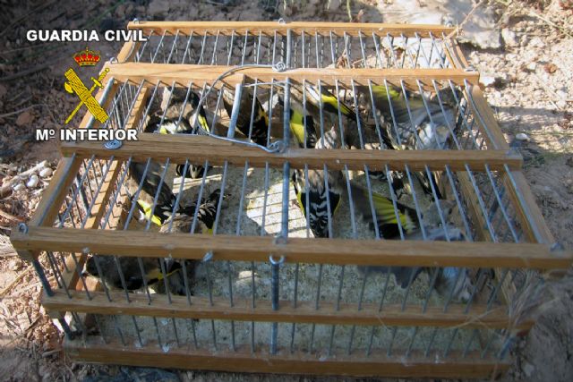 El Seprona de la Guardia Civil decomisa una treintena de aves fringílidas capturadas furtivamente - 1, Foto 1