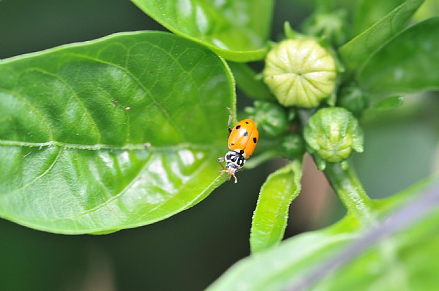 Agricultura experimenta con éxito un sistema pionero para el control biológico de pulgones en el pimiento - 1, Foto 1