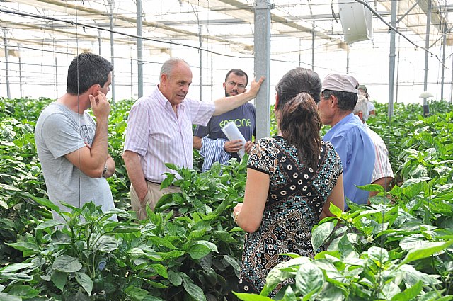 Agricultura experimenta con éxito un sistema pionero para el control biológico de pulgones en el pimiento - 2, Foto 2