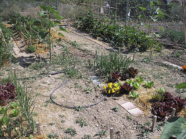 Éxito de la Jornada dedicada al Huerto Familiar Ecológico del Junio Verde 2010 - 3, Foto 3