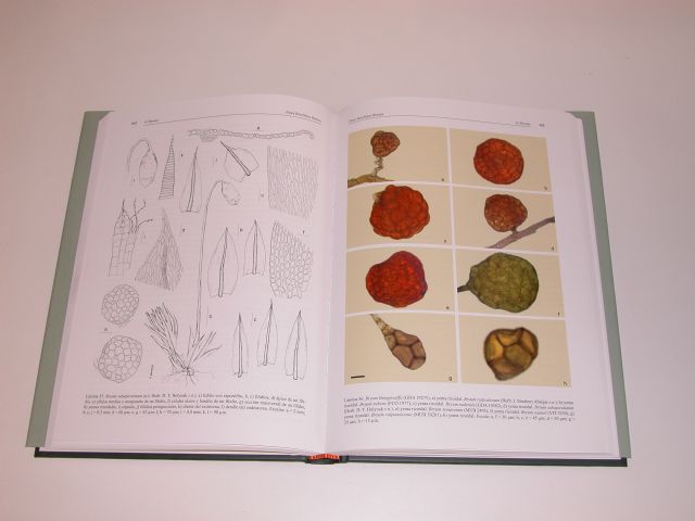 Un grupo de investigación de la Universidad de Murcia publica un libro sobre la flora de briófitos de la Península Ibérica - 3, Foto 3