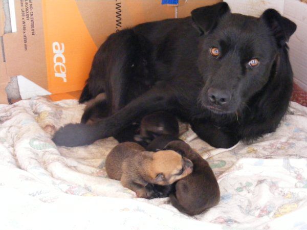 Medio millar de esterilizaciones gratuitas y microchips a mitad de precio para combatir el abandono en Jumilla - 1, Foto 1