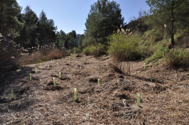 Agricultura concluye la restauración de las riberas en el tramo alto del río Quípar, entre Caravaca de la Cruz y Cehegín - 1, Foto 1