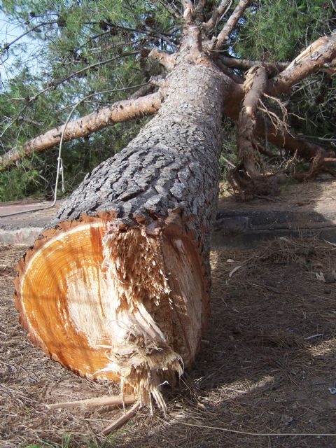 El PP vuelve a coger la motosierra y tala los árboles del patio de la escuela infantil de Almendricos  - 1, Foto 1