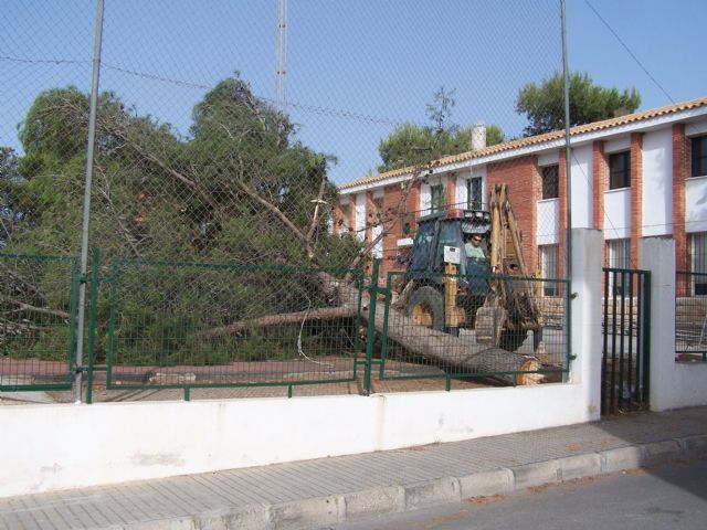 El PP vuelve a coger la motosierra y tala los árboles del patio de la escuela infantil de Almendricos  - 2, Foto 2