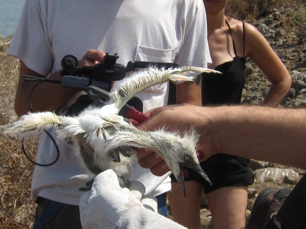 Ms de 40 voluntarios participan en las actividades de anillamiento de aves - 2
