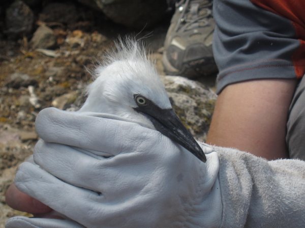 Ms de 40 voluntarios participan en las actividades de anillamiento de aves - 4
