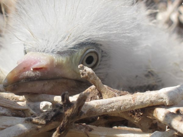 Ms de 40 voluntarios participan en las actividades de anillamiento de aves - 5