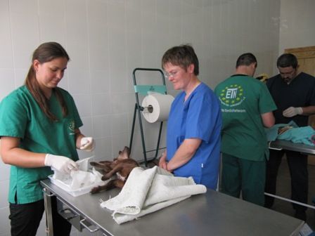 Más de 500 animales han sido esterilizados en Jumilla gracias a un proyecto desarrollado por 4 Patas y la asociación alemana ETN - 2, Foto 2