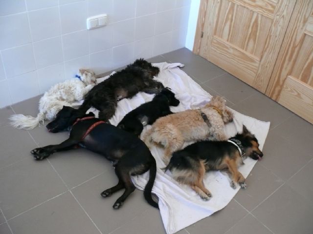 Más de 500 animales han sido esterilizados en Jumilla gracias a un proyecto desarrollado por 4 Patas y la asociación alemana ETN - 3, Foto 3