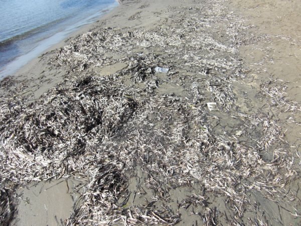 PSOE: “Las competencias de limpieza, accesos y equipamientos de las playas lorquinas son del Ayuntamiento, no de Costas” - 5, Foto 5