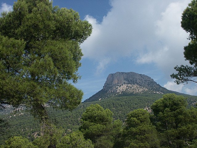 La Región participa en un proyecto europeo para la adaptación del bosque mediterráneo al cambio climático - 1, Foto 1