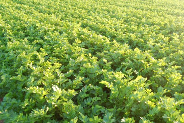 El Grupo Hortiberia apuesta por fomentar el consumo de productos ecológicos en España como un valor añadido para incrementar las ventas - 1, Foto 1