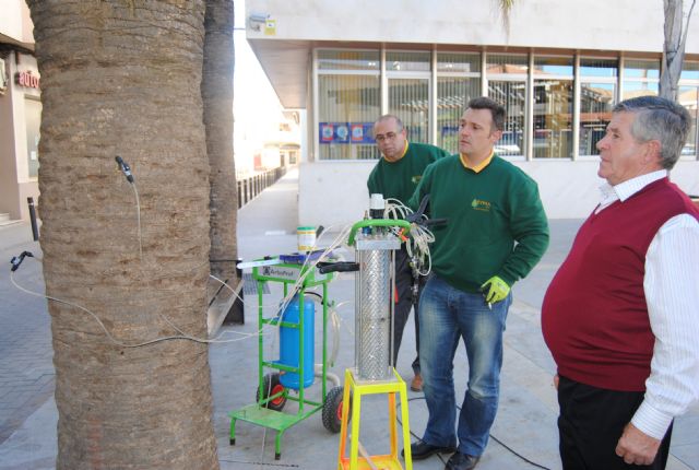 Parques y Jardines aplica  endoterapia contra el picudo rojo en quinientas palmeras del municipio - 1, Foto 1