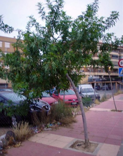 El Grupo Socialista denuncia el abandono y suciedad de un solar municipal en el centro Espinardo - 2, Foto 2