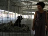 El Ayuntamiento de Lorca inicia una campaña de recogida y adopción de animales