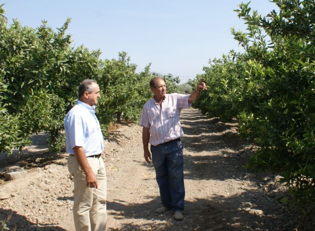 Comienza la campaña contra la Mosca de la Fruta en cítricos - 1, Foto 1