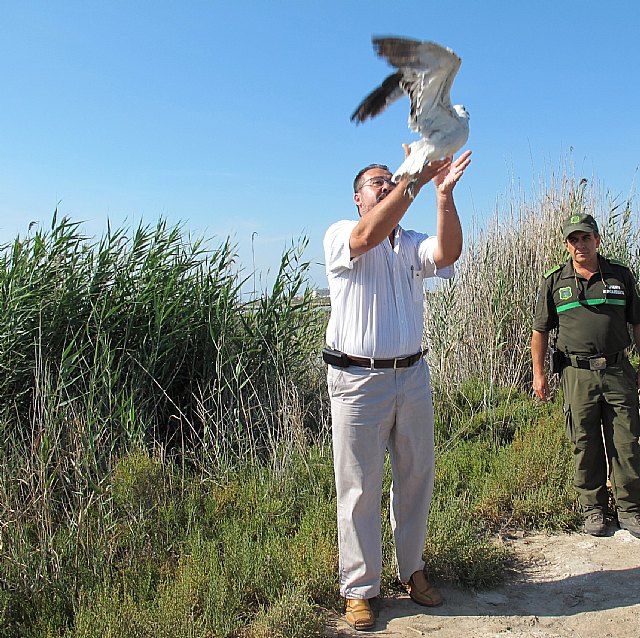 Agricultura libera una gaviota de Audouin y una cigüeñuela, en el Parque Regional de las Salinas y Arenales de San Pedro del Pinatar - 1, Foto 1