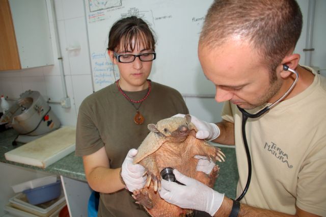 Veterinarios de Terra Natura tratan a un armadillo a consecuencia de una grave intoxicación - 1, Foto 1
