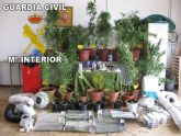 La Guardia Civil desmantela un punto de produccin y distribucin de marihuana, en la comarca del Mar Menor.