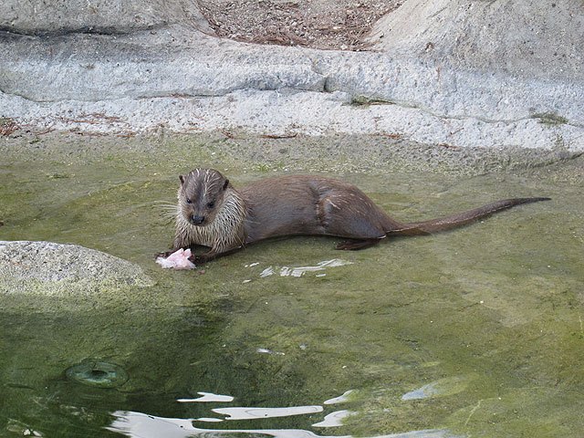 El Centro de Recuperación de Fauna Silvestre ´El Valle´ recibe un ejemplar de nutria ibérica para el área de educación ambiental - 1, Foto 1