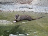 El Centro de Recuperacin de Fauna Silvestre El Valle recibe un ejemplar de nutria ibrica para el rea de educacin ambiental